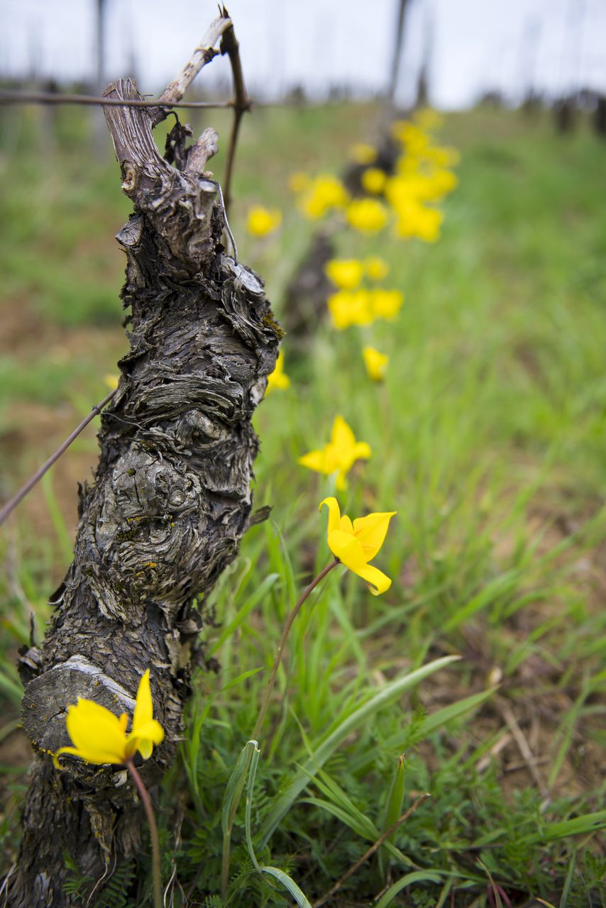 Flore Tulipe de vigne Tul_0318